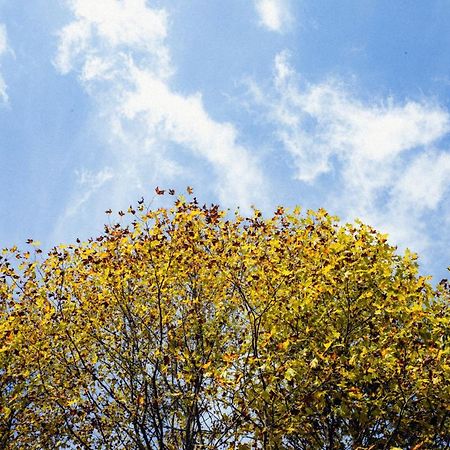 Cabana Mimosa 몬테베르데 외부 사진